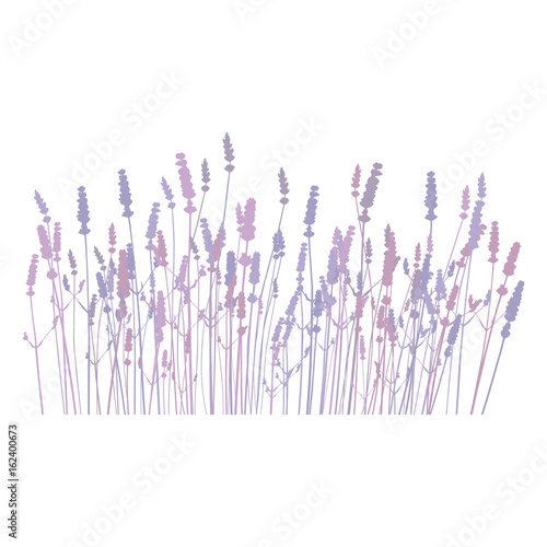  Vector floral background with realistic lavender flowers in a row.