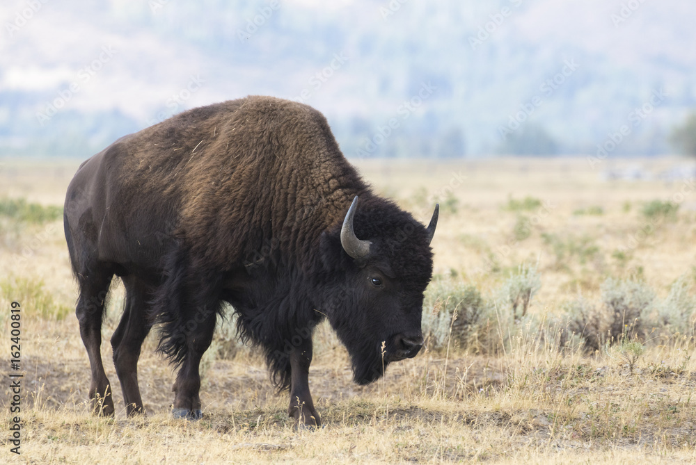 BISON IN GRASS MEADOW  STOCK IMAGE