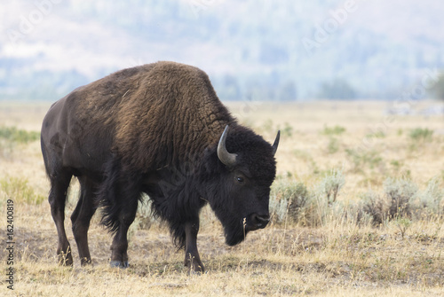 BISON IN GRASS MEADOW STOCK IMAGE