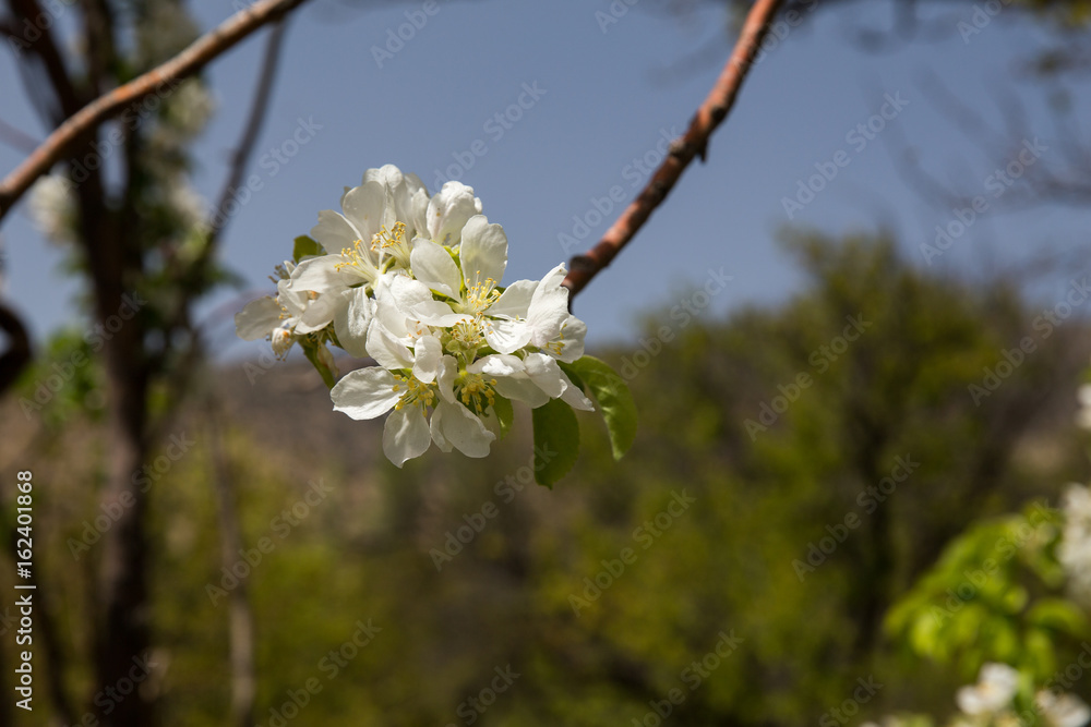 Obraz premium Apple Tree, North Khorasan, Iran