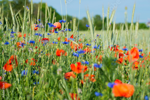 Blüten am Wegesrand