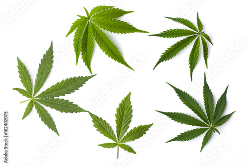 Marijuana leaves isolated on white background