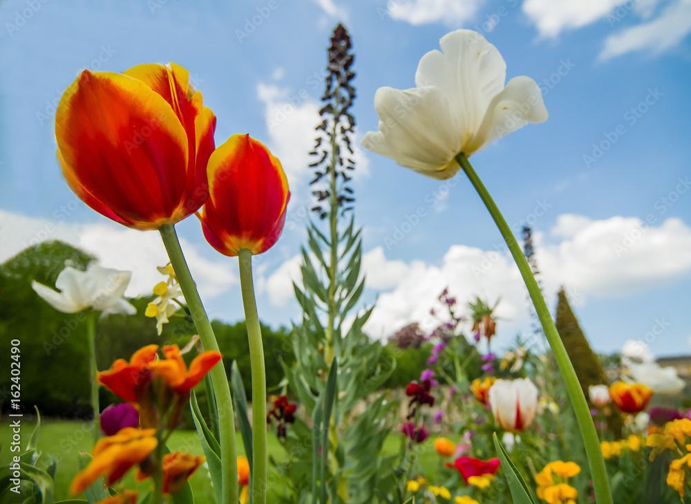 Obraz premium Flower field