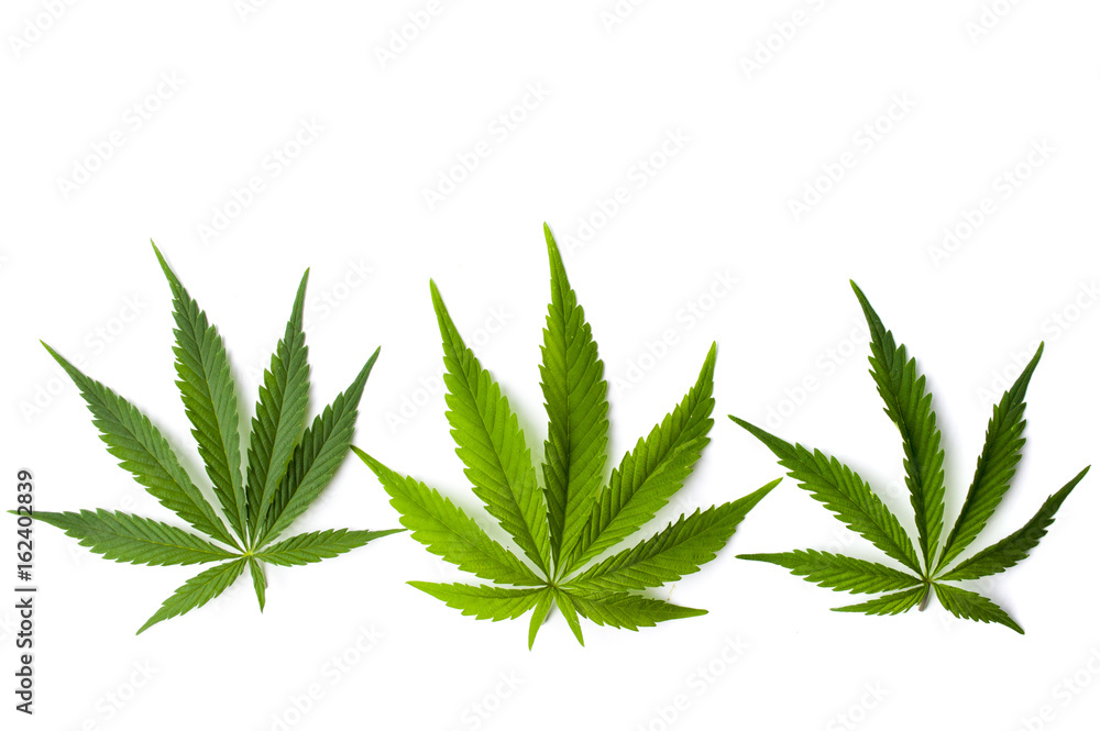 Marijuana leaves isolated on white background Marijuana leaves isolated on white background
