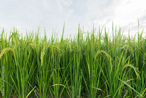 Rice paddy plantation