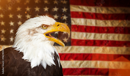 Bald Eagle with American flag