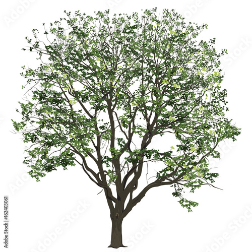 Elm with leaves in the summer