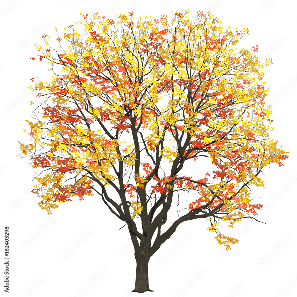 Elm with leaves in the fall Elm with leaves in the fall