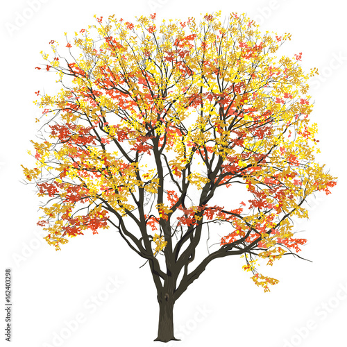 Elm with leaves in the fall