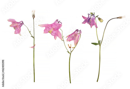 Fototapeta Naklejka Na Ścianę i Meble -  Dried and pressed flowers of a pink Aquilegia vulgaris Columbine flower isolated on a white.