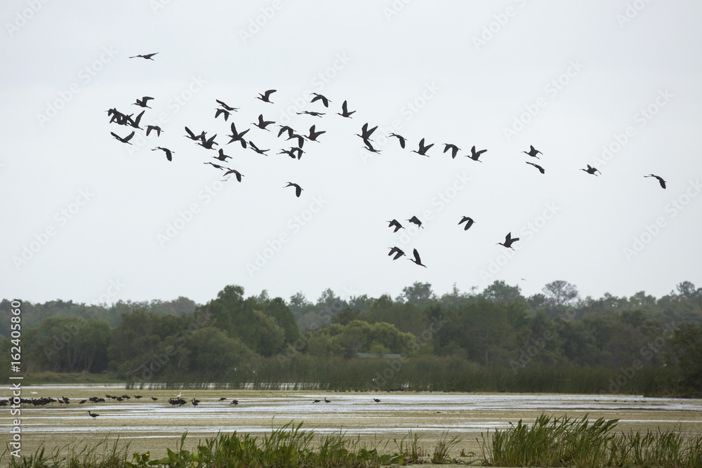 Glossy ibises flying over a swamp at Orlando Wetlands Park.