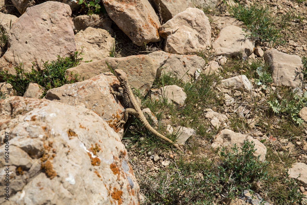 Fototapeta premium Caucasian Agama, North Khorasan, Iran