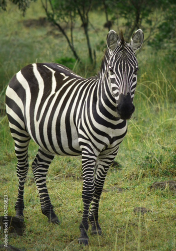 Young zebra in the Maasai Mara Reserve  Kenya