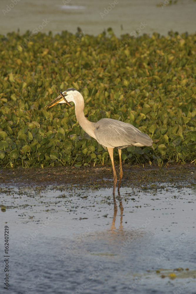 Fototapeta premium Great blue heron eating a snake at Orlando Wetlands Park.