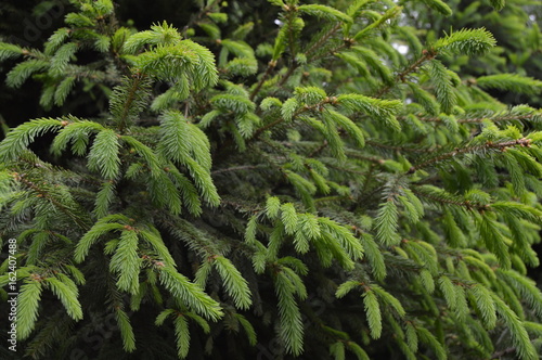 Young fir pine-needles
