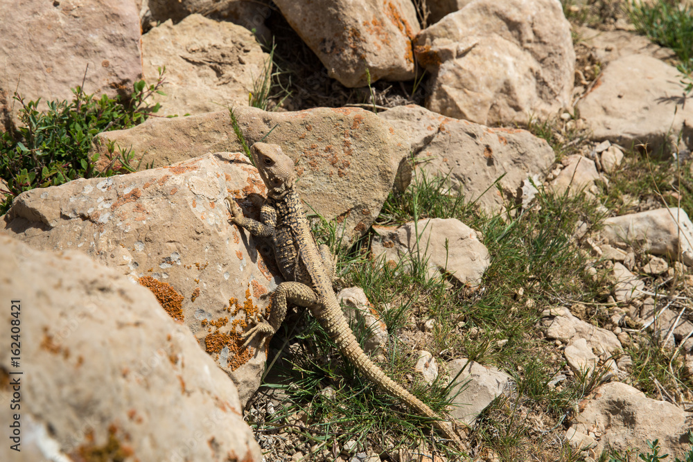 Fototapeta premium Caucasian Agama, North Khorasan, Iran