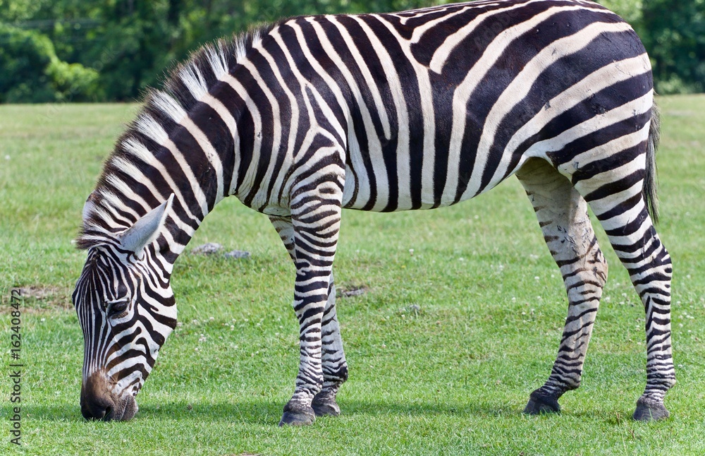 Postcard with a zebra eating the grass on a field Postcard with a zebra eating the grass on a field