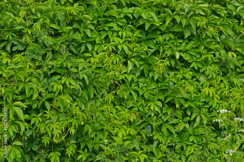 Green leaves as a hedge