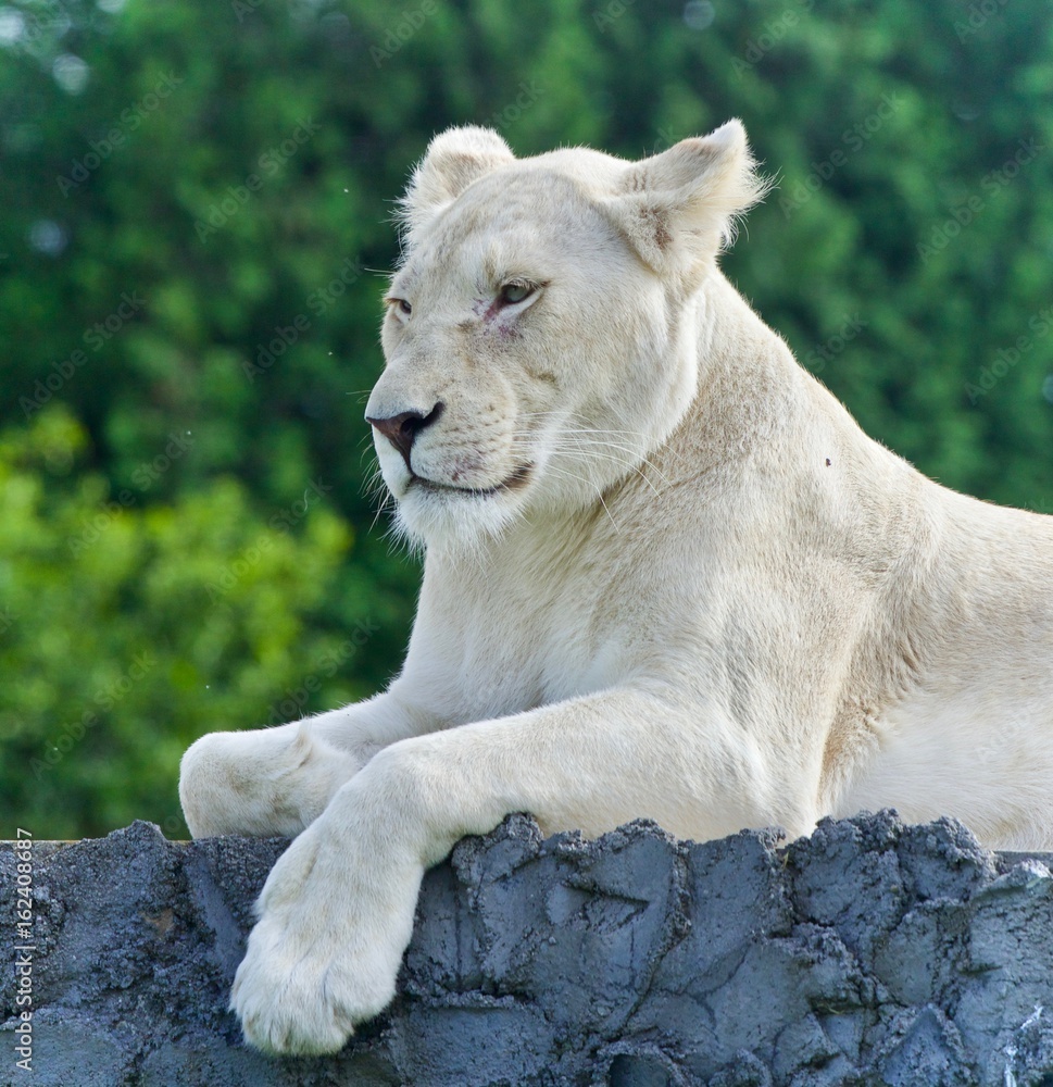 Fototapeta premium Isolated picture with a white lion looking aside