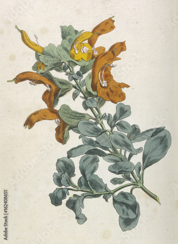 Φωτογραφία Salvia Africana-Lutea. Date: 1792