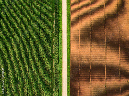 Aerial view ; Rows of soil before planting.Furrows row pattern in a plowed field prepared for planting crops in spring and a corn field grows full of a half area. Horizontal view in perspective.