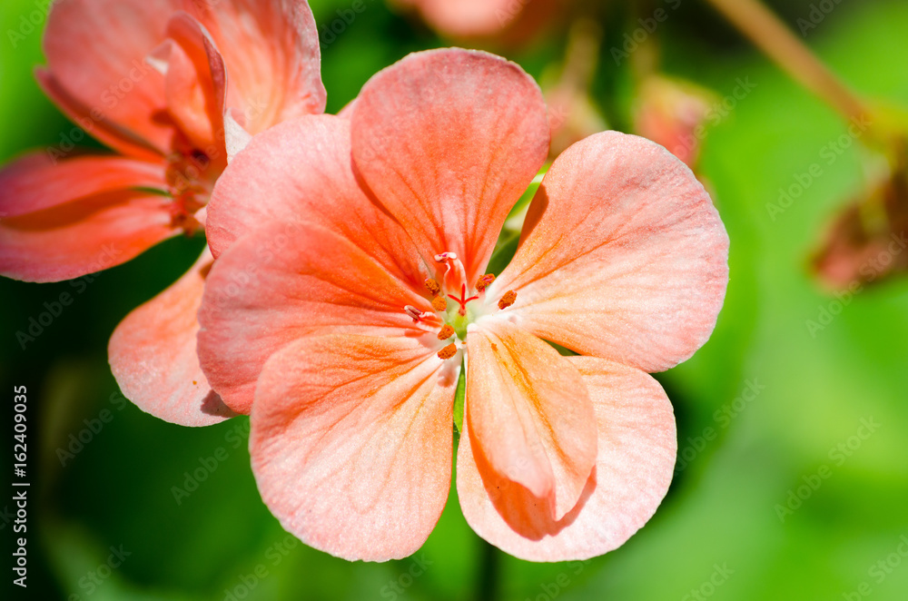 Fototapeta premium Beautiful muscat geraniums flower with green background in the garden. Selective focus. Close up.