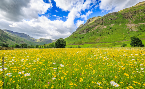 Colourful meadow in Langdale valley, The Lake District, Cumbria, England