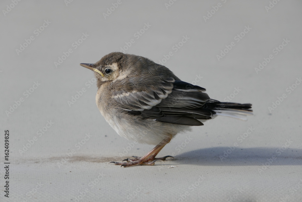 Bachstelze, Jungvogel (Motacilla alba)
Bachstelze, Jungvogel (Motacilla alba)