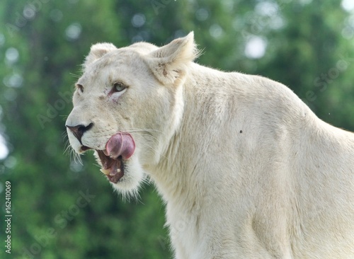 Background with a scary white lion screaming