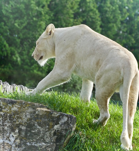 Isolated picture with a white lion walking
