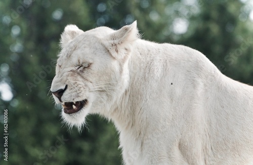 Isolated photo of a scary white lion screaming