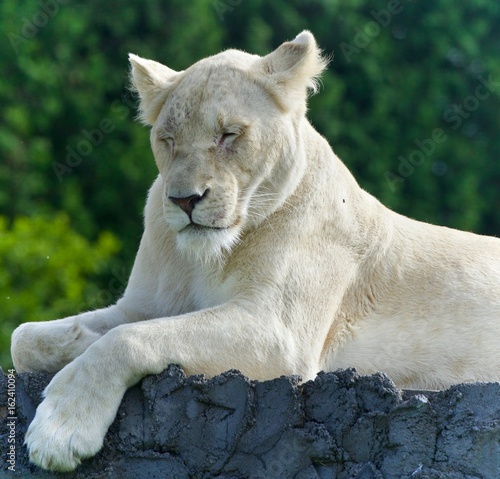 Image of a funny white lion trying not to sleep