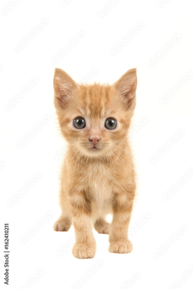 Standing red ginger baby cat walking towards the camera isolated on a white background Standing red ginger baby cat walking towards the camera isolated on a white background