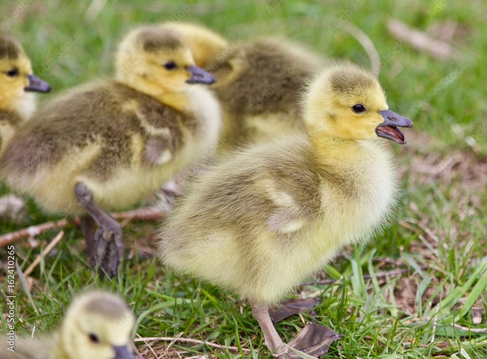 Beautiful background with several cute funny chicks of Canada geese