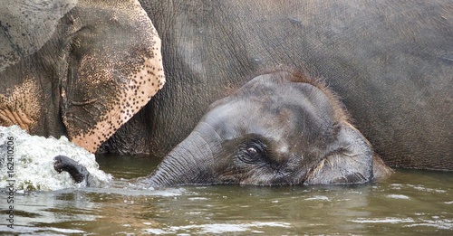 Image of a funny young elephant swimming in a lake