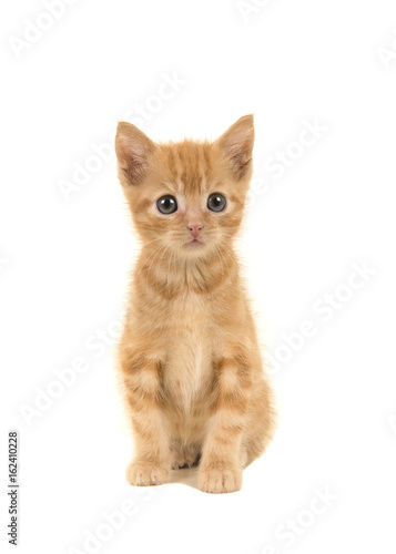Fototapeta Naklejka Na Ścianę i Meble -  Red ginger 8 weeks old baby cat isolated on a white background