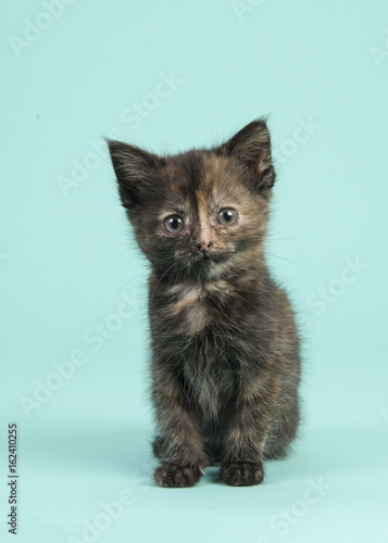 Sitting tortoiseshell baby cat looking at the camera on a turquoise blue background