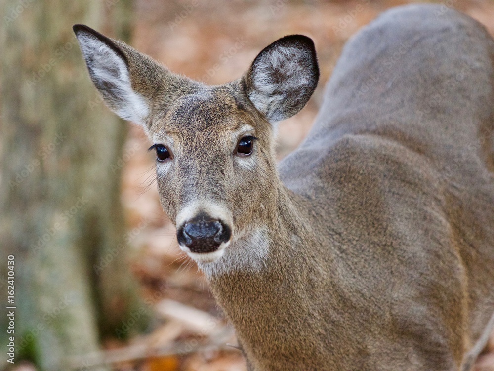 Beautiful background with a cute wild deer standing in forest Beautiful background with a cute wild deer standing in forest
