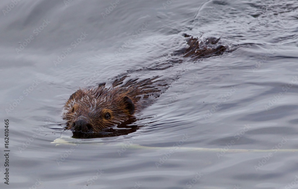 Beautiful isolated picture of a beaver swimming in the lake Beautiful isolated picture of a beaver swimming in the lake