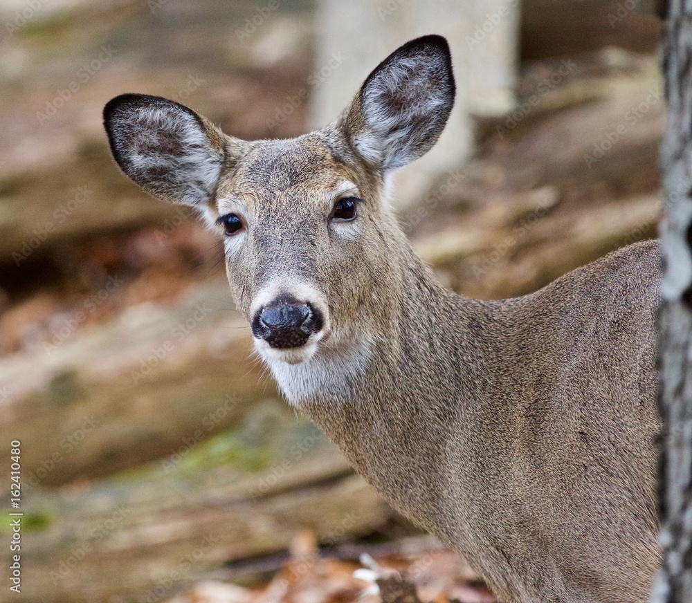 Fototapeta premium Isolated photo of a cute wild deer in forest in autumn