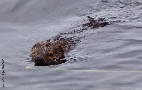 Beautiful isolated picture of a beaver swimming in the lake