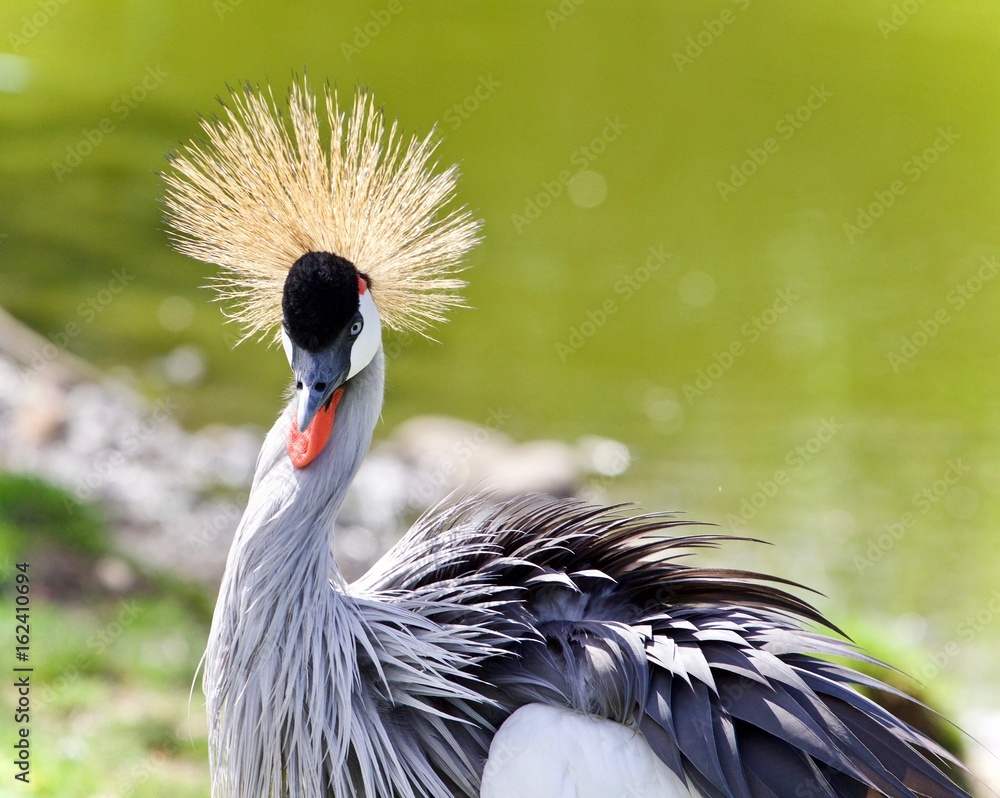 Fototapeta premium Photo of an east African crowned crane near a lake