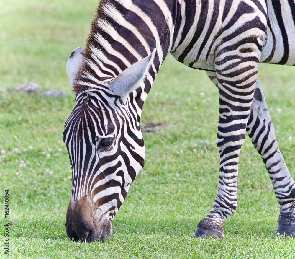 Image of a zebra eating the grass on a field Image of a zebra eating the grass on a field
