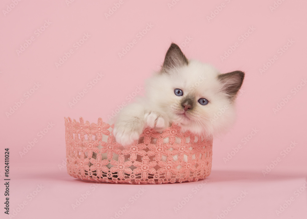 Rag Doll Kitten Bilder Stock Fotos Videos. Adobe Stock