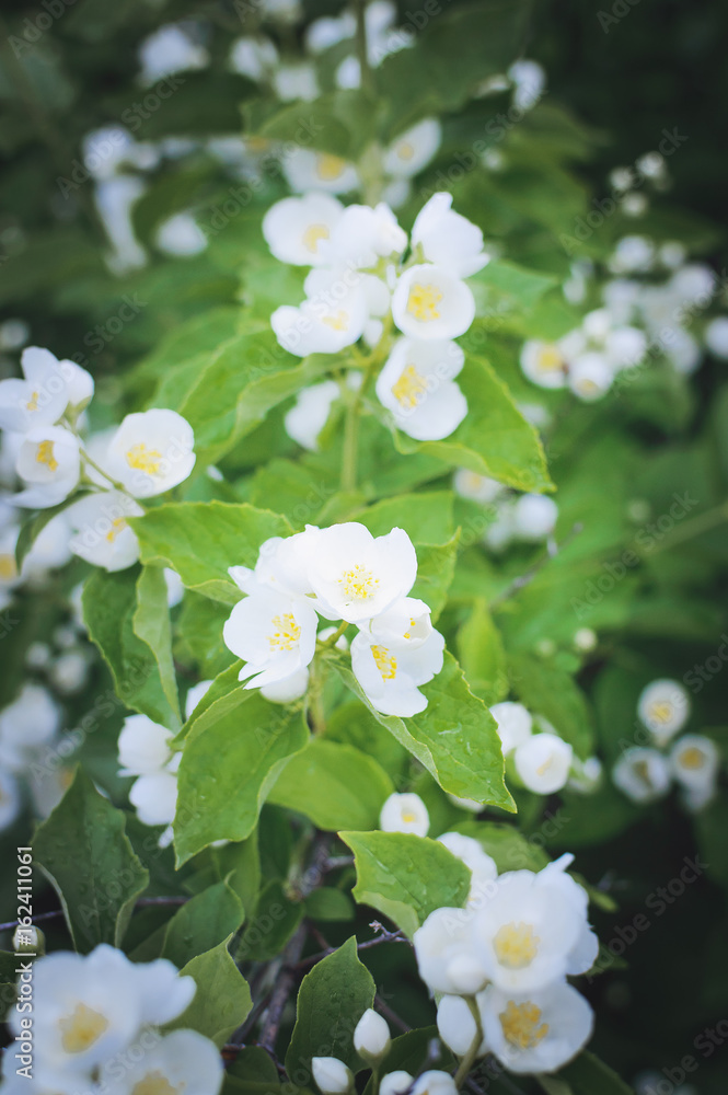 A branch of beautiful white fragrant jasmine flowers. Closeup, soft focus. Vertical photography. A branch of beautiful white fragrant jasmine flowers. Closeup, soft focus. Vertical photography.