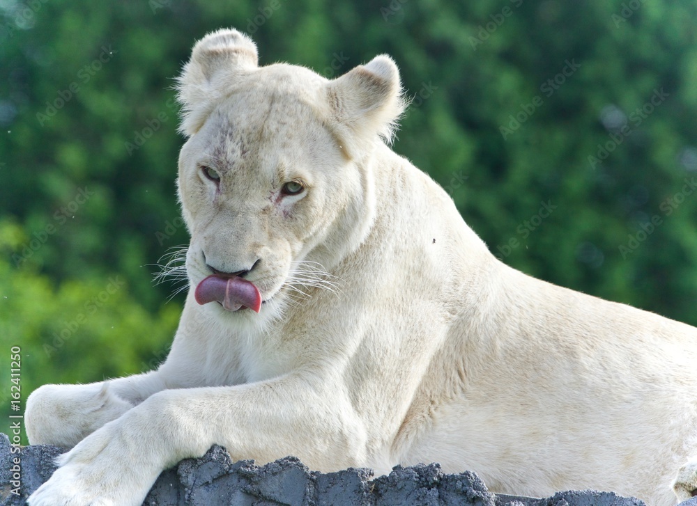 Image of a white lion looking at camera in a field Image of a white lion looking at camera in a field