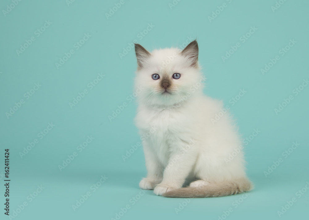 Cute sitting baby rag doll cat facing the camera on a blue turquoise background