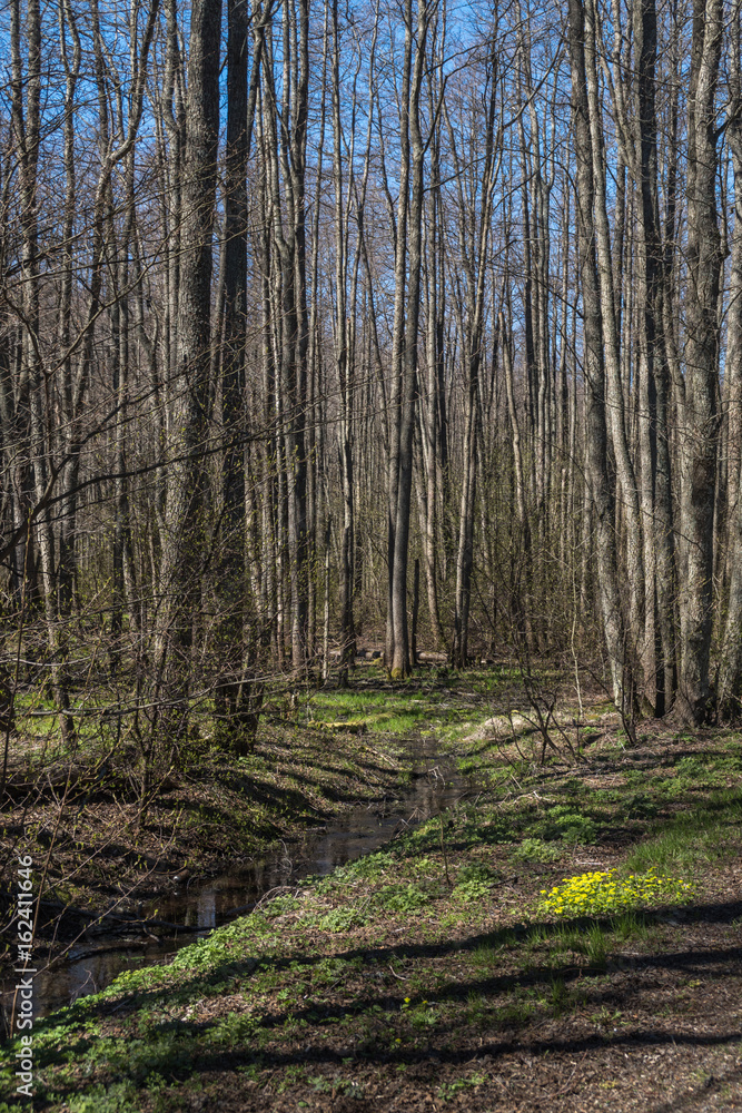 Naklejka premium Forest at spring
