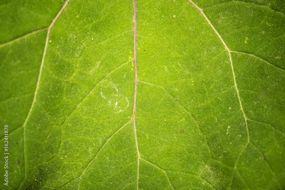 grünes Blatt grünes Blatt