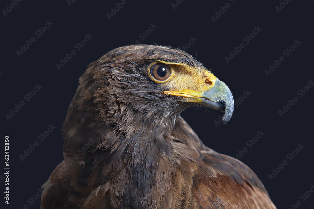 Wüstenbussard Portrait als Studioaufnahme Wüstenbussard Portrait als Studioaufnahme